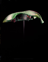 Banana Leaf by William Morris