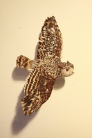 Flying Screech Owl by Karen Willenbrink-Johnsen
