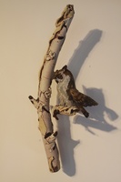 Pygmy Owl in Birch by Karen Willenbrink-Johnsen