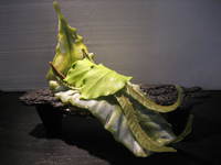 Inochi series by Mary Van Cline