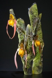 Yellow Lady Slipper