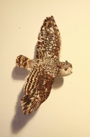 Flying Screech Owl